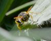 Nomada succincta